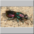 Hedychrum rutilans - Goldwespe 07c am Bienenwolfnest.jpg